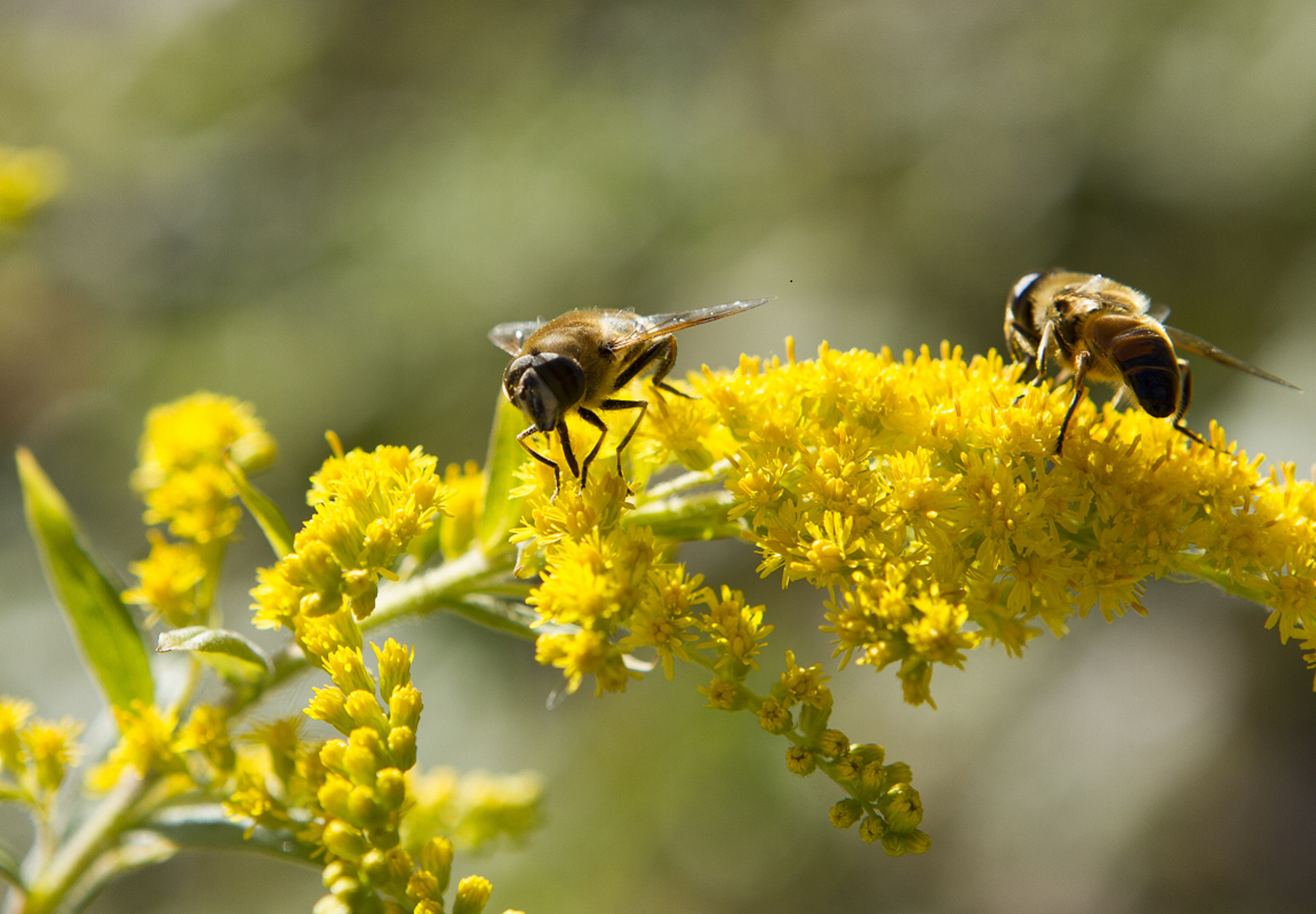 Mehiläisiä keltaisilla kukilla