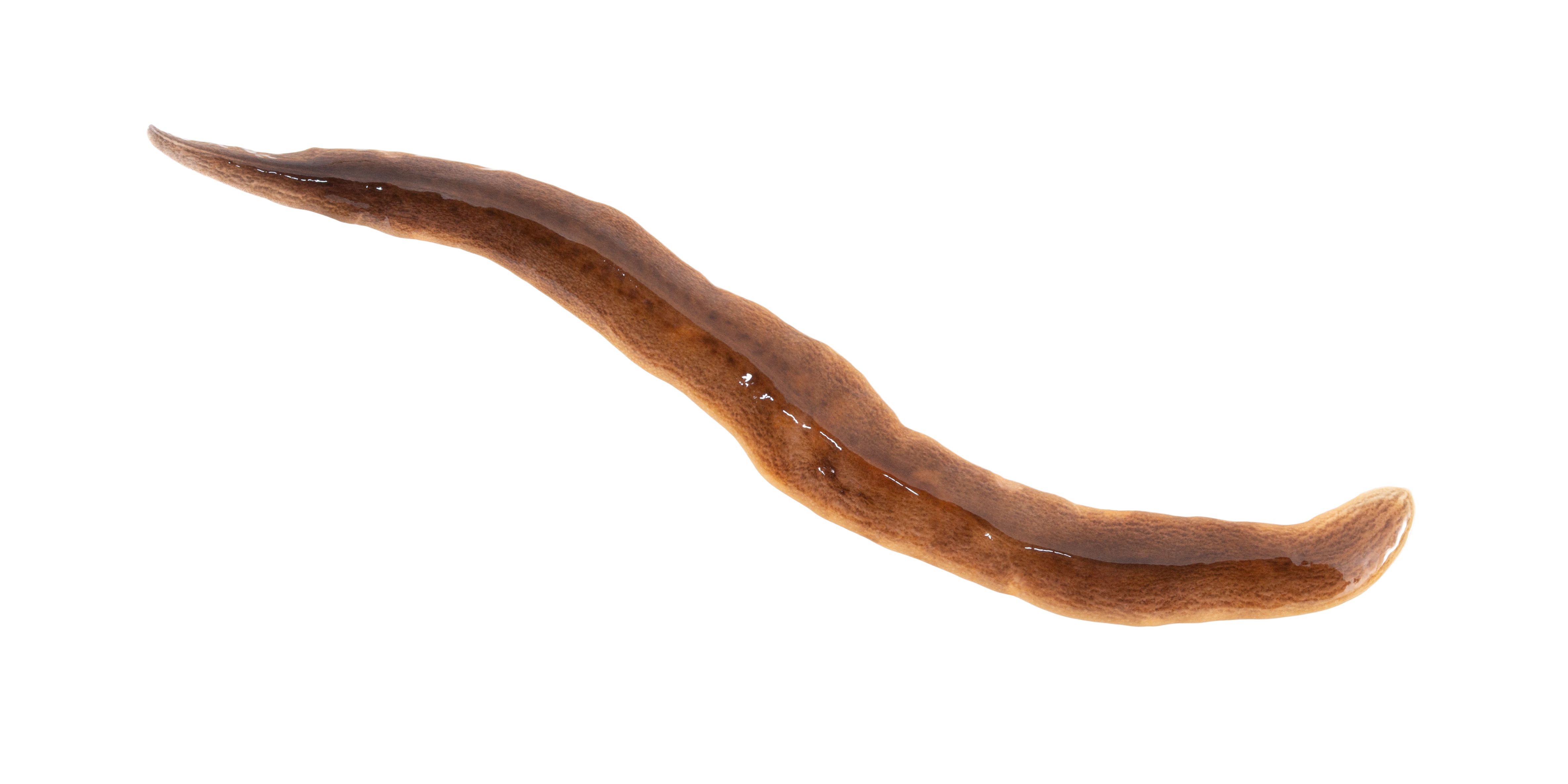 Kuva argentiinanlattanasta valkoisella taustalla.