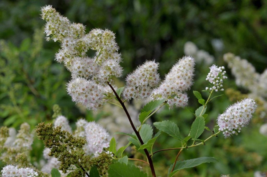 En blommande bredspirea. 
