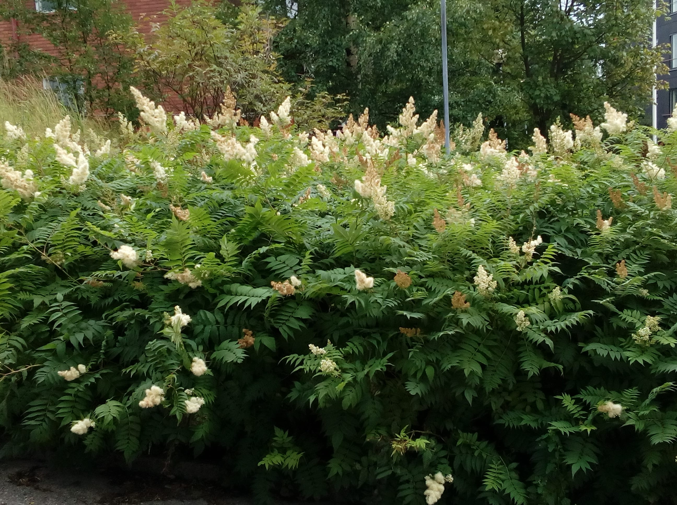 Rönnspirea.