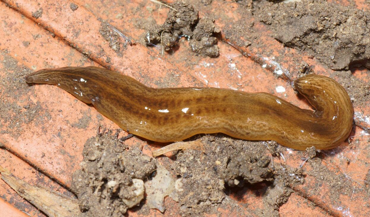 Argentiinanlattana.